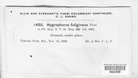 Image of Hygrophorus fuligineus